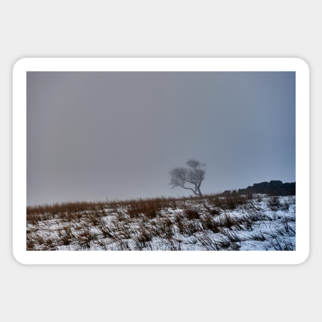 Lone Tree in the Fog & Snow Sticker by richard49